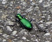 Emerald Beetle DeSoto 95th 6_28_2015
